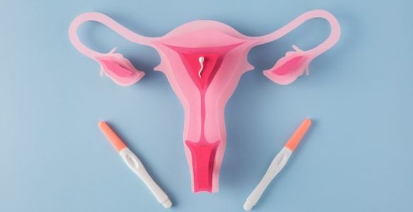 Ciclo menstrual e fisiologia da reprodução
